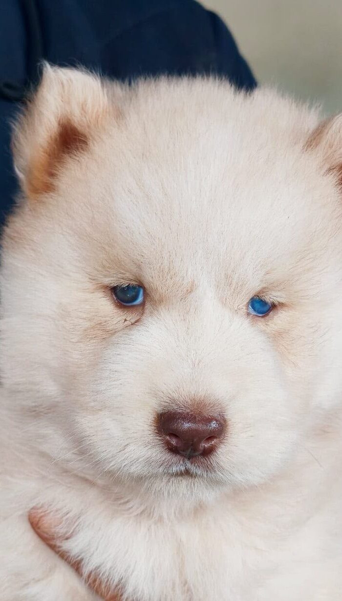 Olaf
